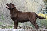 LABRADOR 726
